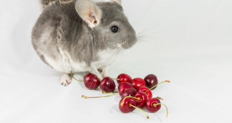 Can Chinchillas Eat Cherries? (Suitable Addition To Pet’s Diet?)