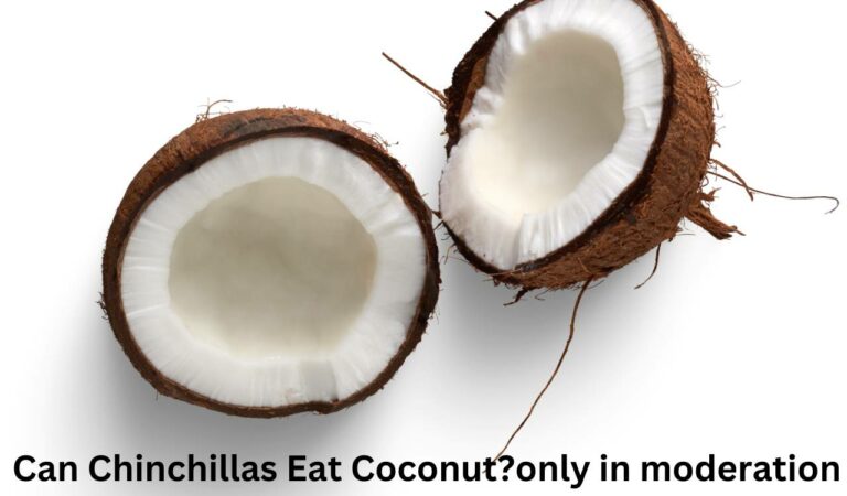Can Chinchillas Eat Coconut? [Only In Moderation]
