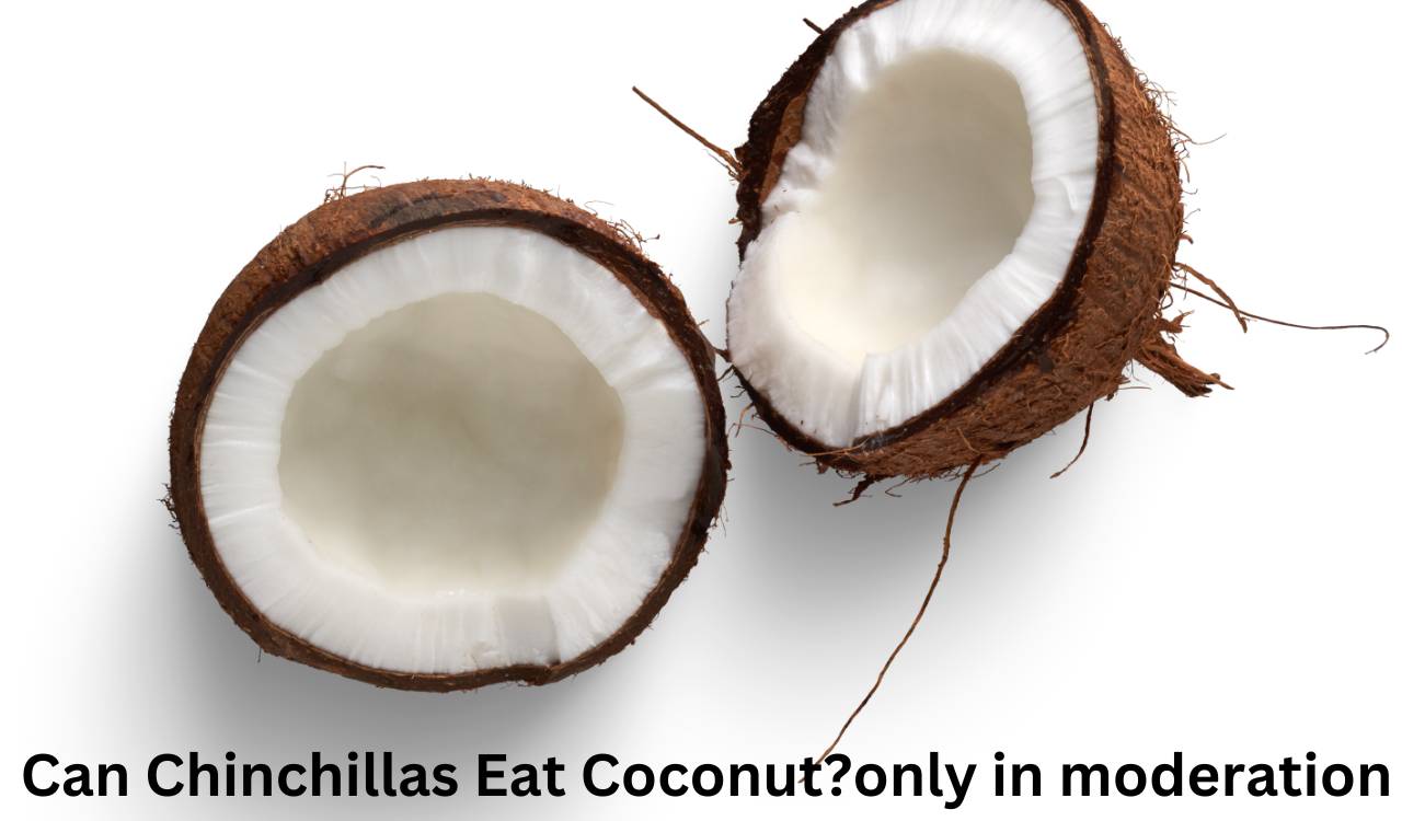 Can Chinchillas Eat Coconut