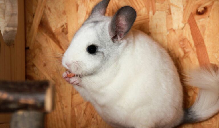 Can Chinchillas Eat Papaya? To build A bond With Chinnie