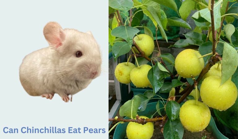 Can Chinchillas Eat Pears? Nutritious Treat