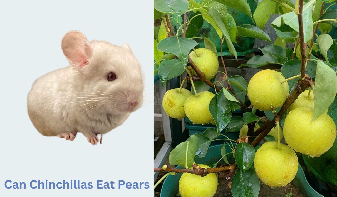 Can Chinchillas Eat Pears