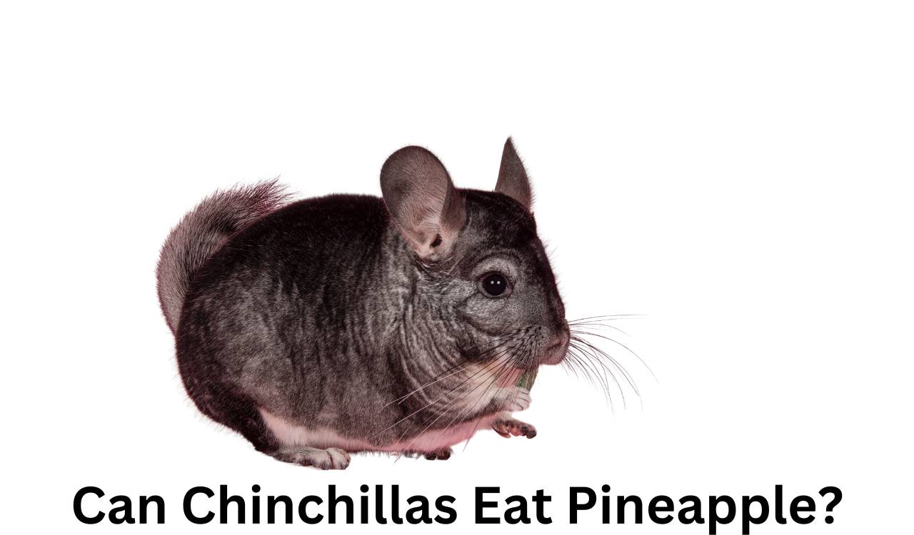 Can Chinchillas Eat Pineapple