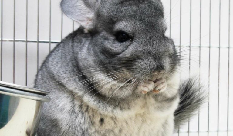 Can Chinchillas Eat Plums? (Are They Safe?)