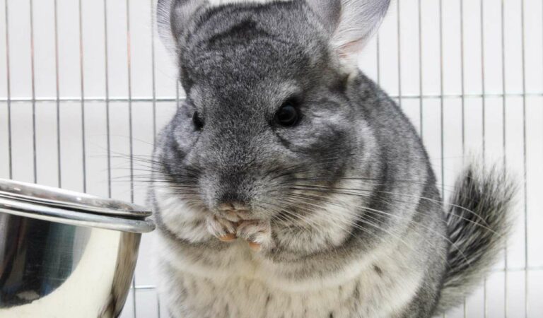 Can Chinchillas Eat Pomegranates? (Health Benefits Or Risks?)