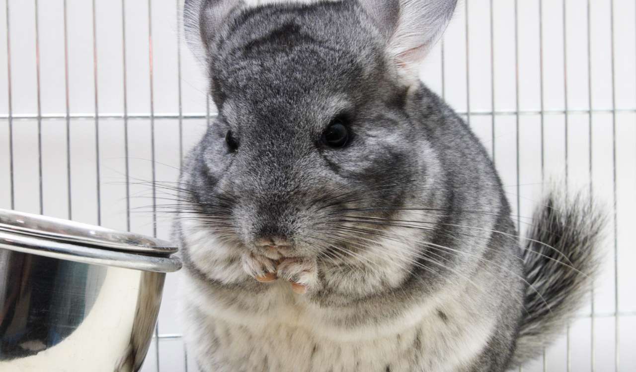 Can Chinchillas Eat Pomegranates