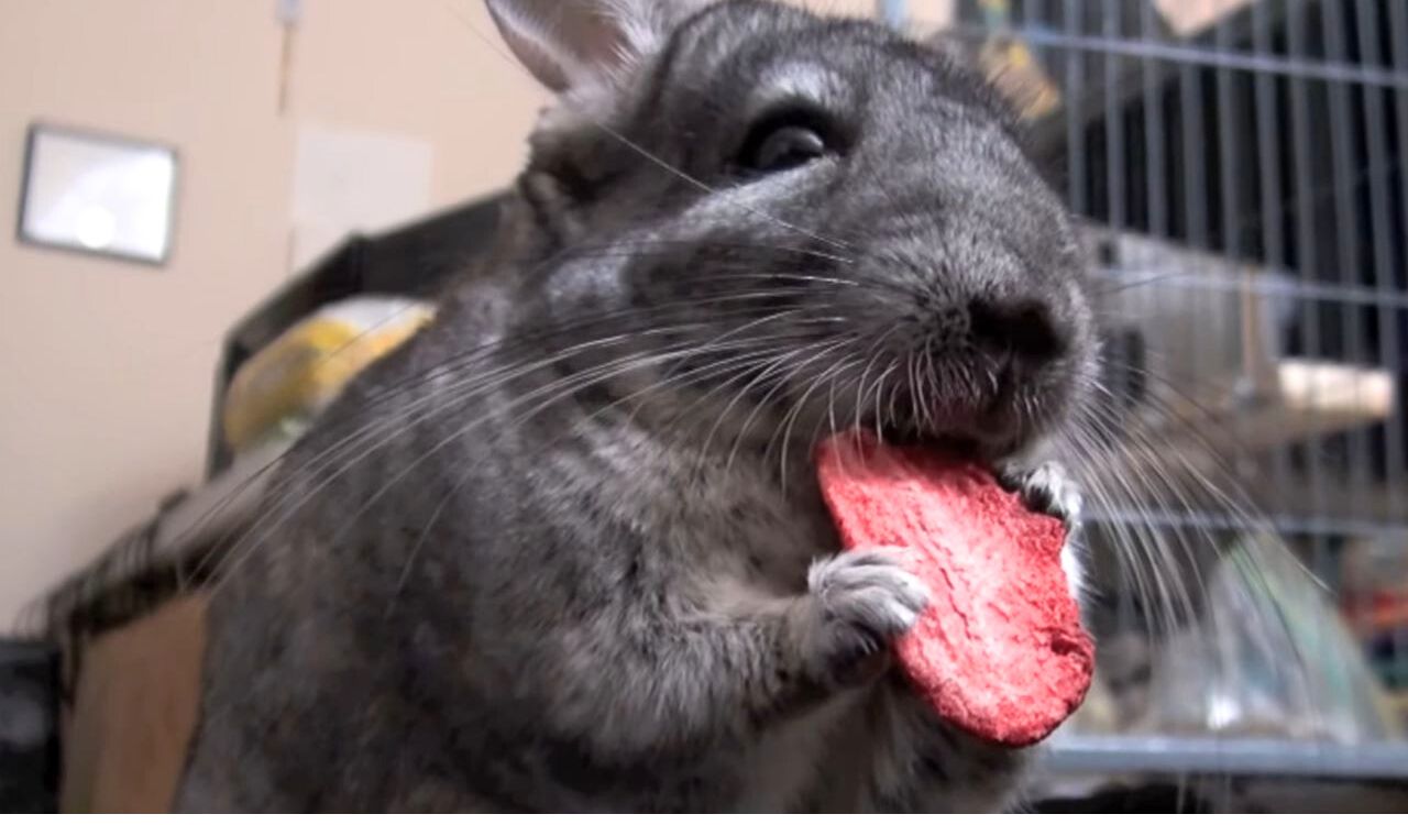 Can Chinchillas Eat Strawberries