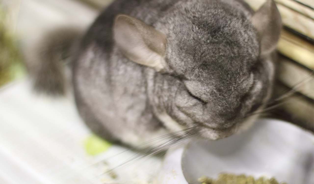 Can Chinchillas Eat Sunflower Seeds