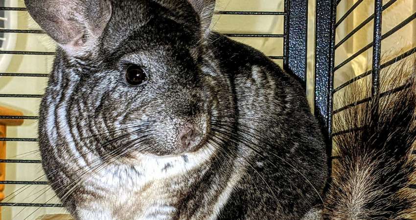 Can Chinchillas Have Blueberries
