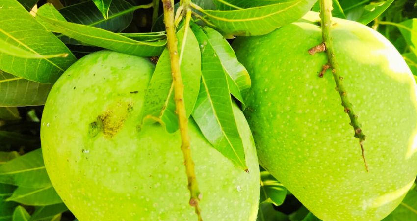 Can chinchillas eat raw mango
