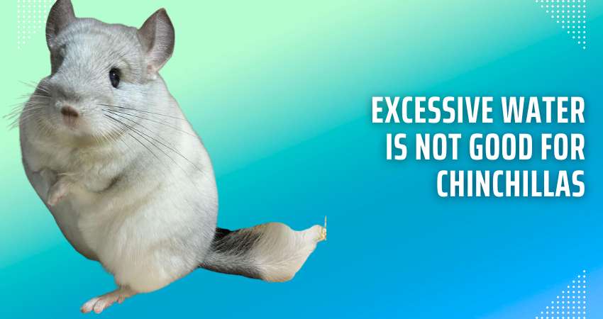 Excessive Water Is Not Good for Chinchillas