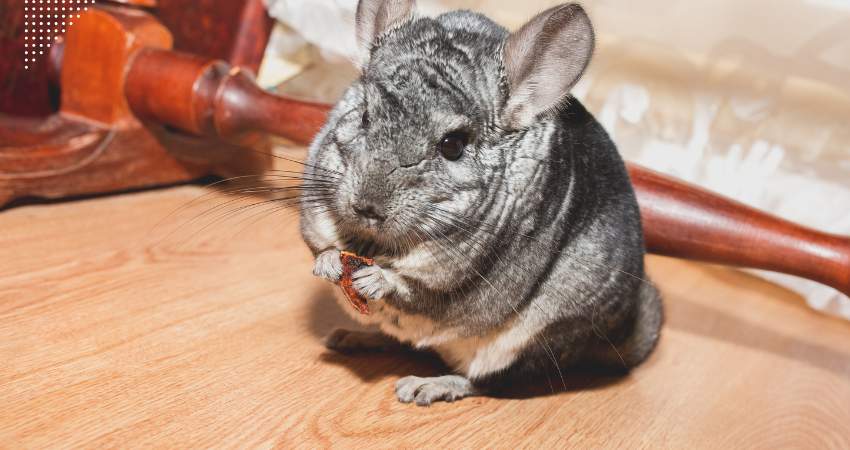 How Many Apples Can A Chinchilla Eat