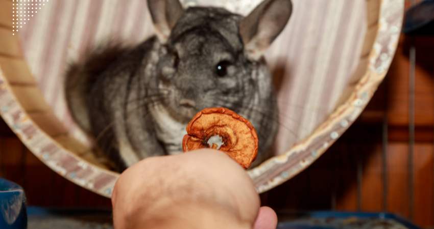 How To Prepare And Serve Apples For Your Chinchilla