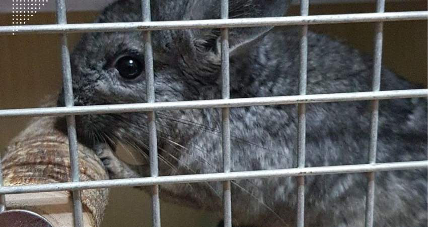 Is Apple Wood Safe For Chinchillas
