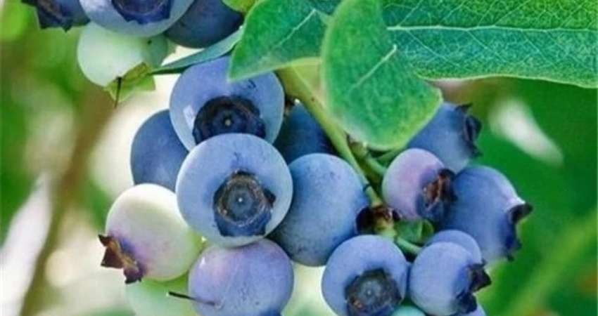 Nutrition Content Of Blueberries