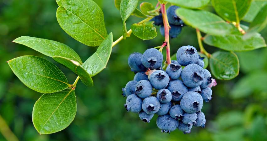 Risks of OverFeeding Chinchillas Blueberries