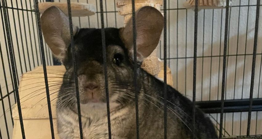 What Are The Vital Nutritional Needs Of Chinchillas