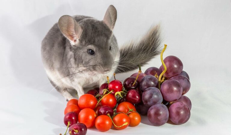 What Fruits Can Chinchillas Eat? (Surprise Treats For Chinchilla)