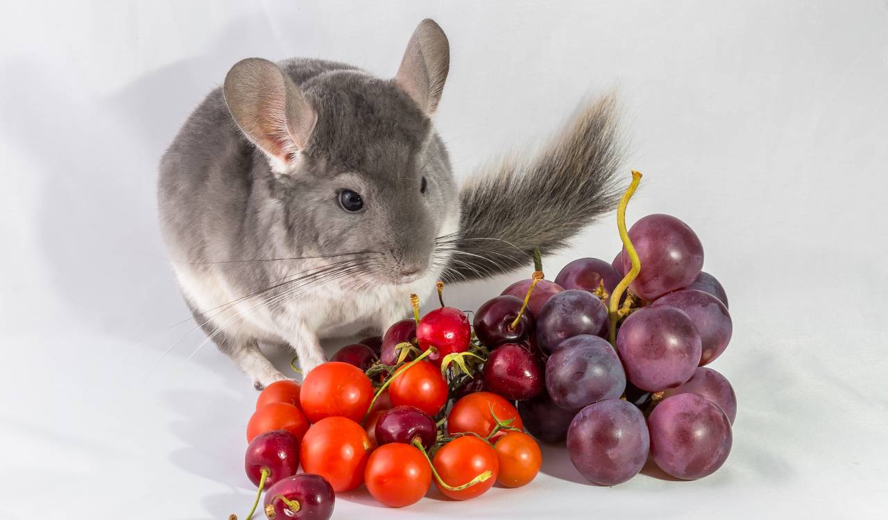 What Fruits Can Chinchillas Eat