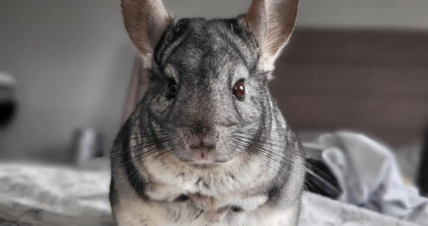 What Nutritious Foods Can I Give My Pet Chinchilla As Treat