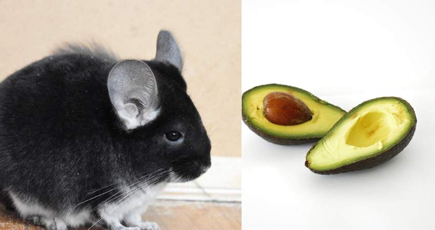 What Should I Do If Pet Chinchilla Eats Avocado Accidentally