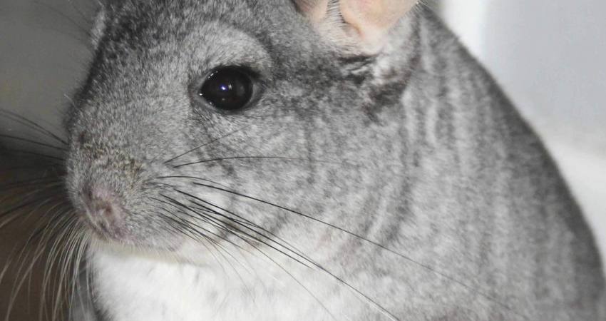 What Treats Are Safe For Chinchillas