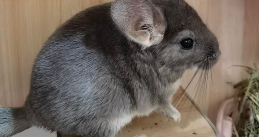 What Treats Are Unsafe For Chinchillas