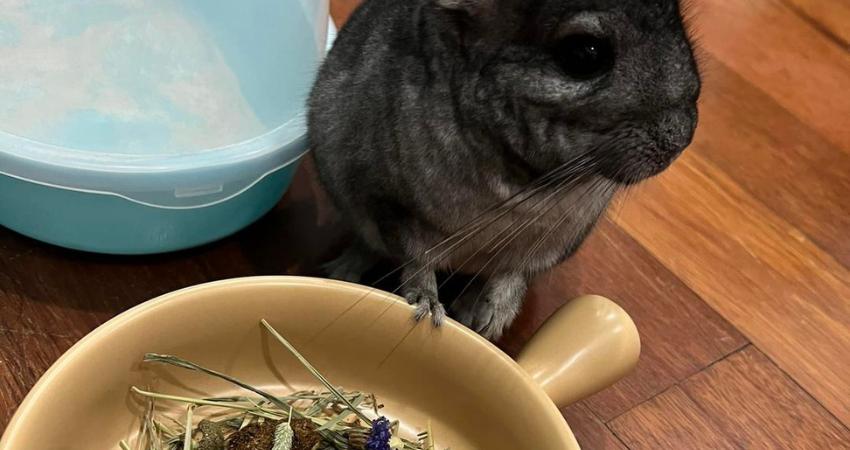 Alternatives To Cashews For Chinchilla