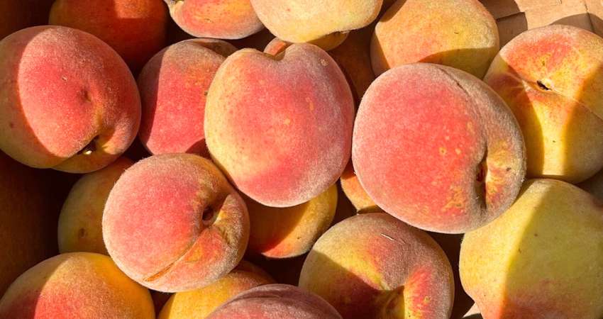 Are Peaches Safe for Chinchillas
