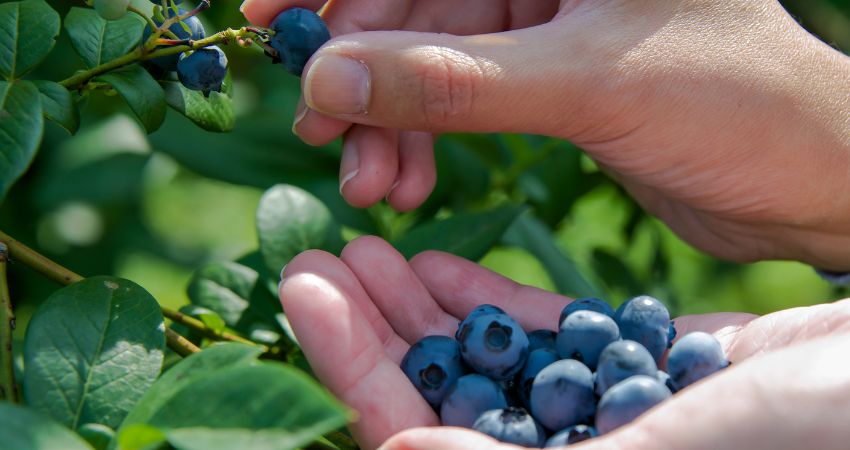 Blueberries