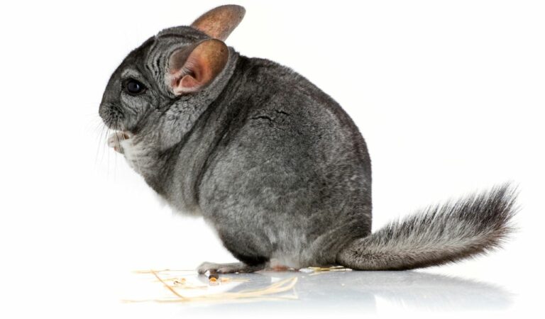 Can Chinchillas Eat Almonds? A Nutritional Guide