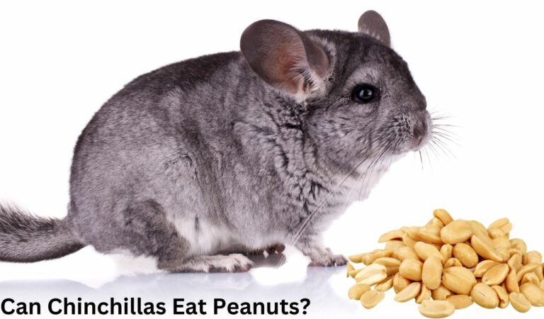 Can Chinchillas Eat Peanuts? Is It Safe For Chinchillas!