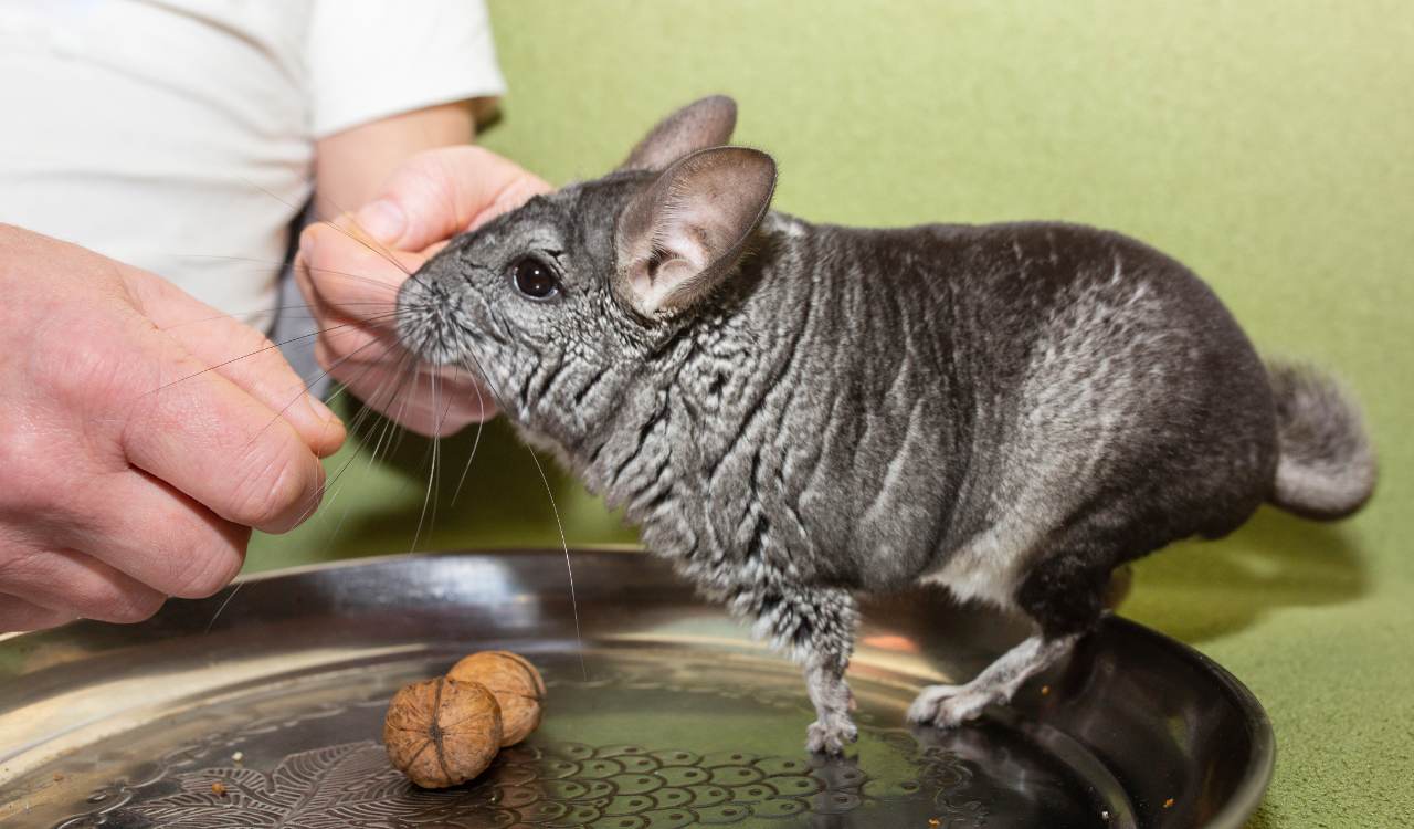 Can Chinchillas Eat Walnuts