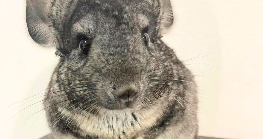 Can Chinchillas Have Peanuts