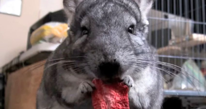 Can Chinchillas Have Strawberries