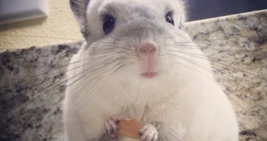 Chinchillas Eating Almonds