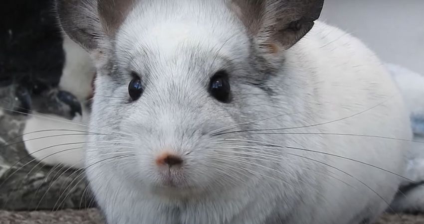 Digestion Problems and Obesity of chinchilla