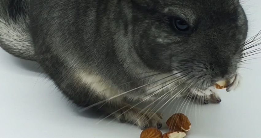 Do Chinchillas Like Almonds