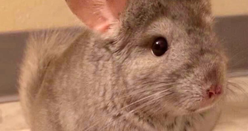 Do Chinchillas Like Plums