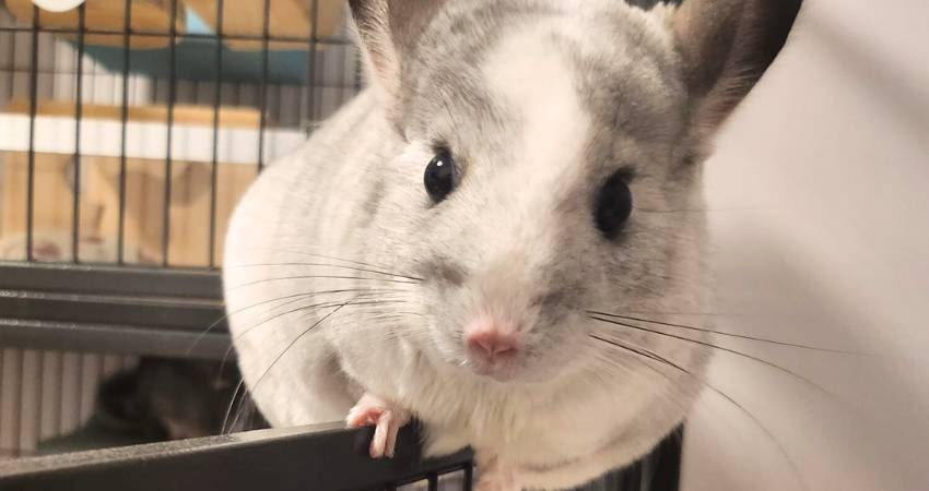 Do Chinchillas Like Walnuts