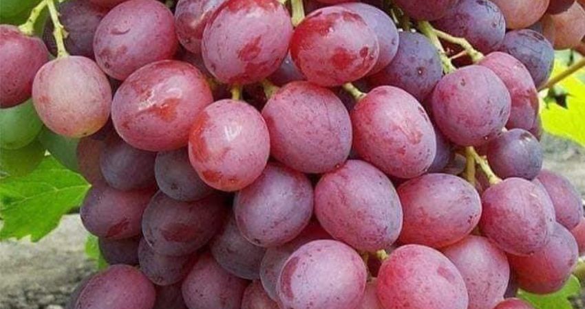 Grapes