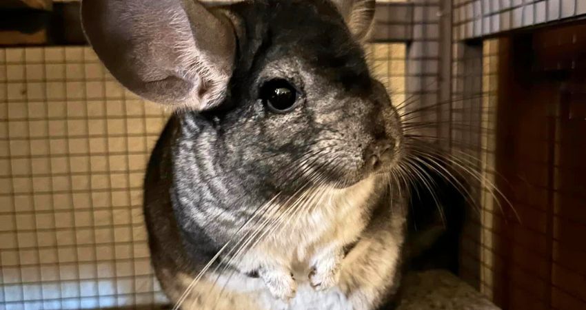 Health Benefits Of Peaches For Chinchillas