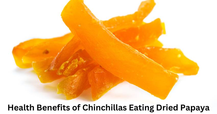 Health Benefits of Chinchillas Eating Dried Papaya