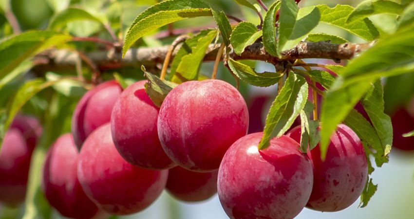 Health Benefits of Chinchillas Eating Plums