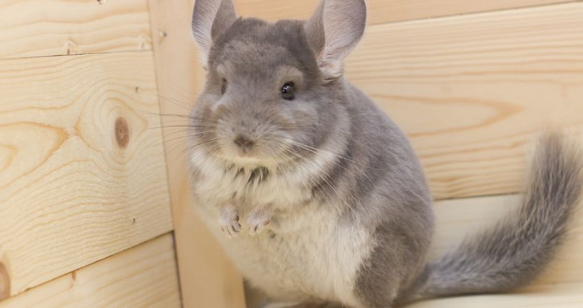 Health Benefits of Dried Apricots for Chinchillas