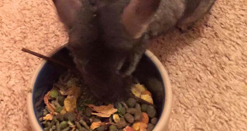 Health Benefits of Sunflower Seeds for Chinchillas