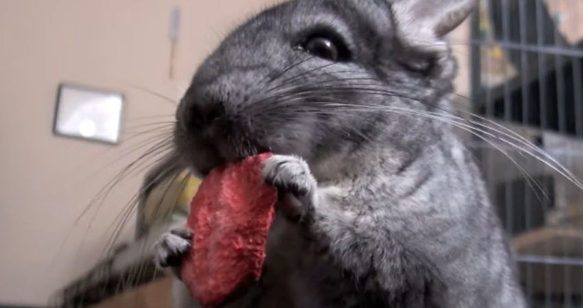 Health Risks Of Chinchillas Overfeeding Strawberries