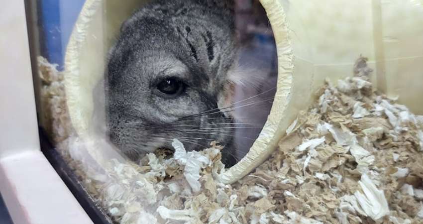 Health Risks Of Overfeeding Pomegranates to Chinchillas