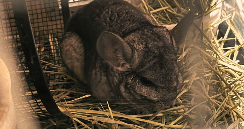 Healthy Diet for Chinchilla Instead Of Peanuts