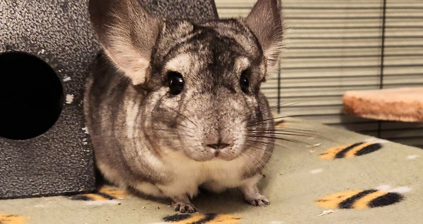 How Do You Feed Plums To Chinchillas